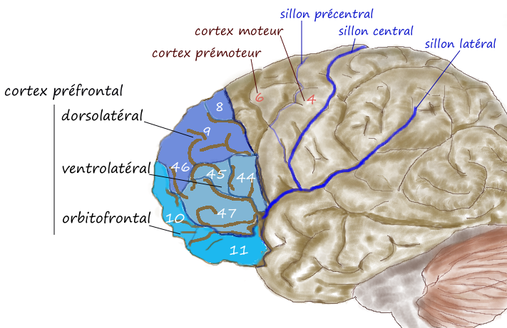 Une pratique assidue vous permet d'atteindre la très haute performance en modifiant le fonctionnement de votre cerveau